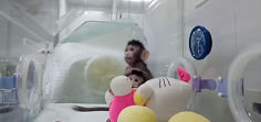 China clona por primera vez macacos con el método de la oveja Dolly