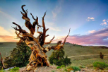 Los 10 árboles vivos más antiguos del mundo