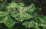 5 beneficios de regar tus plantas con agua de lluvia