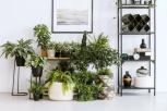Plantas para purificar el aire de tu habitación