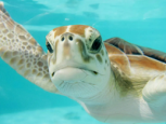 3 consejos para ayudar a las tortugas marinas desde casa