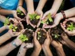 Rincón Positivo - Plantar árboles, una estrategia contra el cambio climático